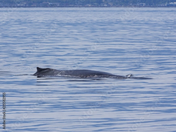 Obraz Humpback Whale