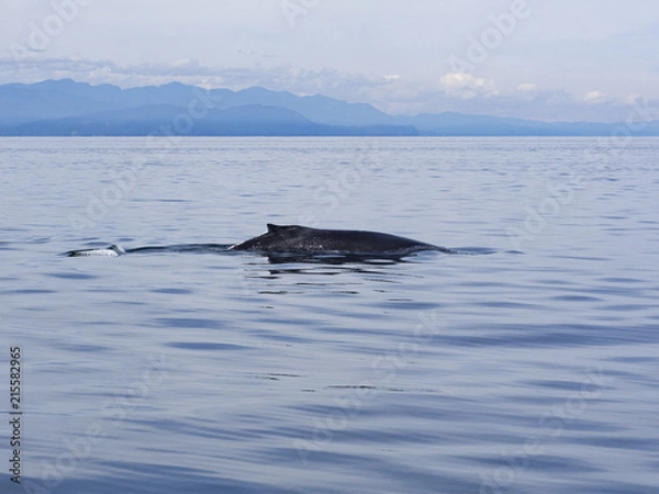 Obraz Humpback Whale
