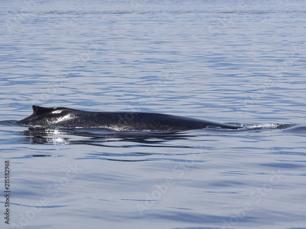 Obraz Humpback Whale