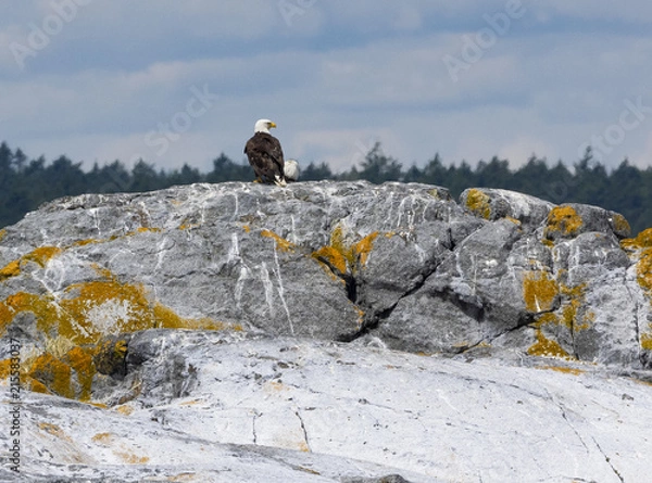 Obraz Bald Eagle