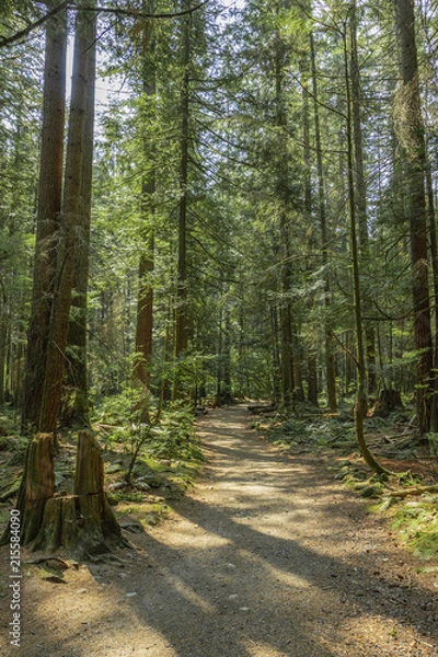 Fototapeta calm hiking trail with pine trees at lynn canyon park