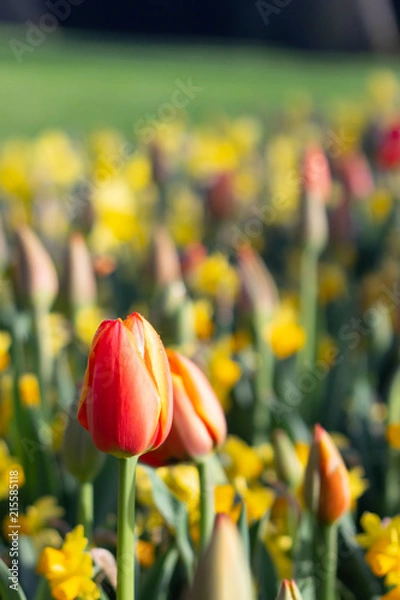 Obraz The field of red and yellow tulip in Koukenhof, Netherland