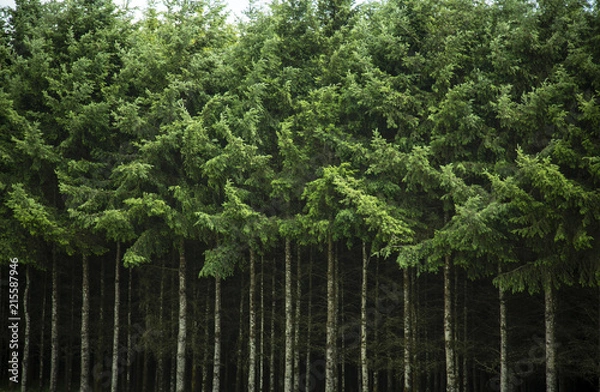 Fototapeta Isolated view of a Dense Row of Tall Douglas Fir Christmas Trees