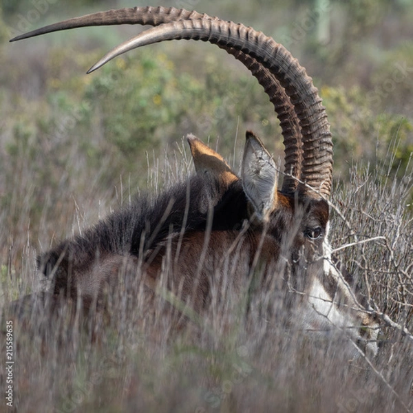 Obraz Sable Antelope