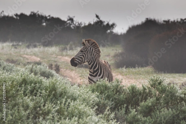 Obraz Zebra in the mist