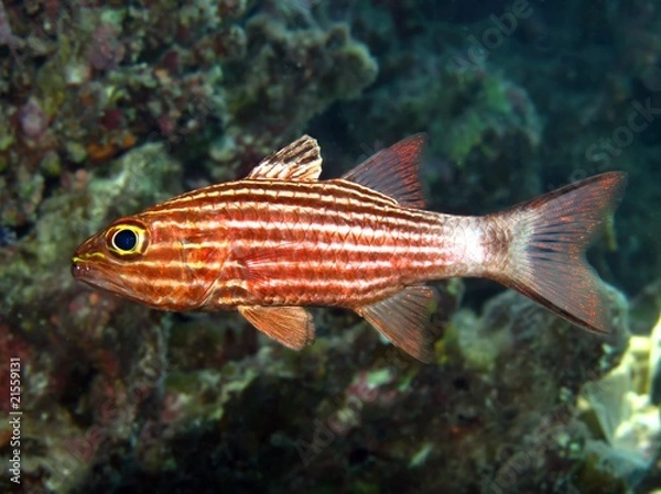 Fototapeta Tiger cardinalfish