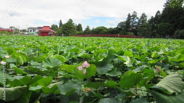 Fototapeta 猿賀神社の蓮池