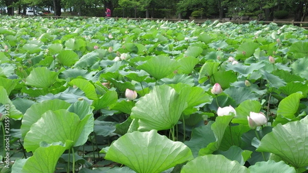 Fototapeta 猿賀神社の蓮池