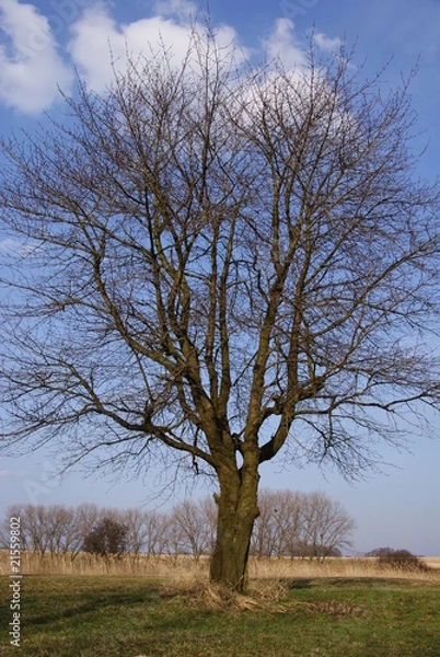Obraz Tree without leaves