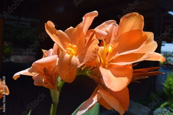 Obraz Bright Orange Exotic Flowers