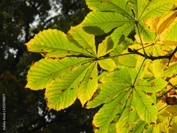 Fototapeta Blätter der Rosskastanie im Herbst