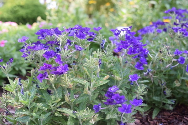 Obraz Small Violet Flowers