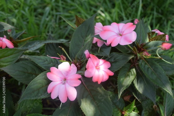 Obraz Cute Pink  Flowers