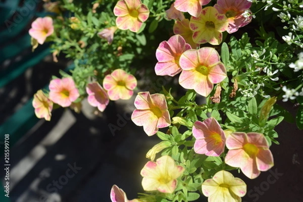 Obraz Pale Spring Flowers in the Sun