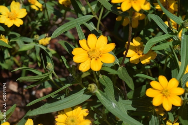 Obraz Golden Spring Flowers