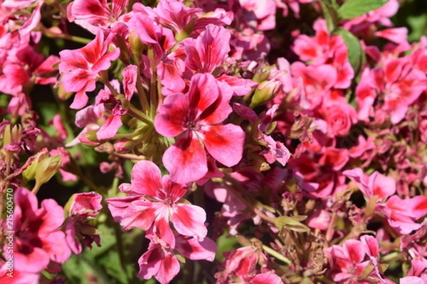 Obraz Bold Pink Flowers