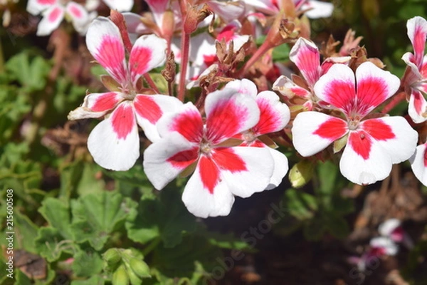 Obraz Bright Spring Flowers