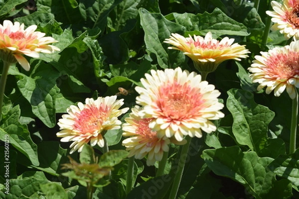 Obraz Spring flowers