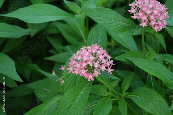 Obraz Cluster of Small Pink Flowers  