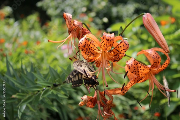 Fototapeta オニユリの花の蜜を吸うアゲハチョウ