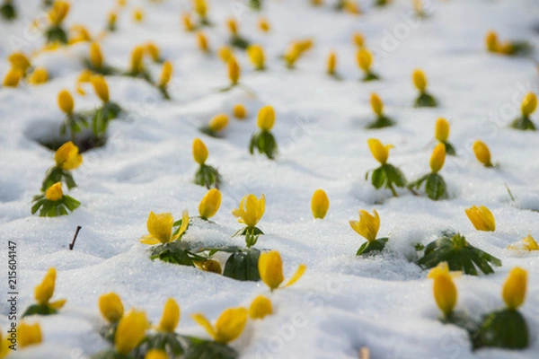 Obraz Frühblüher im Schnee