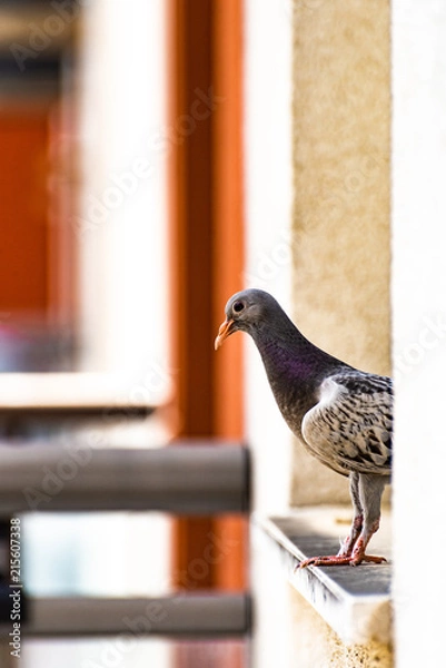 Fototapeta Rock dove pidgeon sitting on windowsill of apartment building window