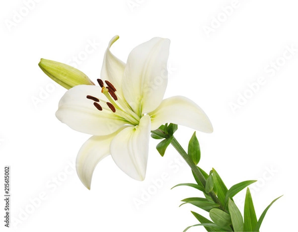 Obraz lily flower