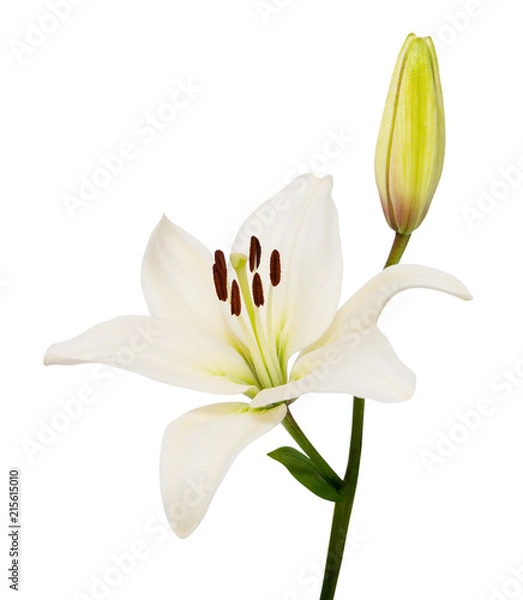 Obraz lily flower