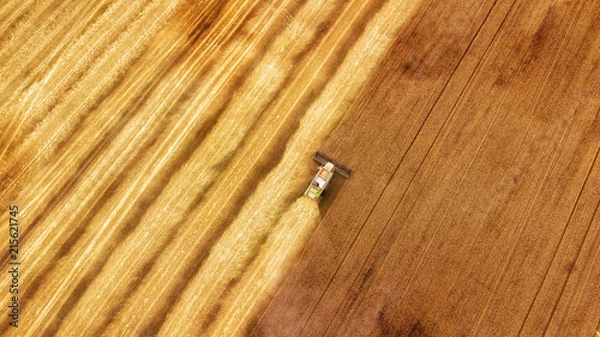 Fototapeta Harvester machine working in field . Combine harvester agriculture machine harvesting golden ripe wheat field. Agriculture. Aerial view. From above.