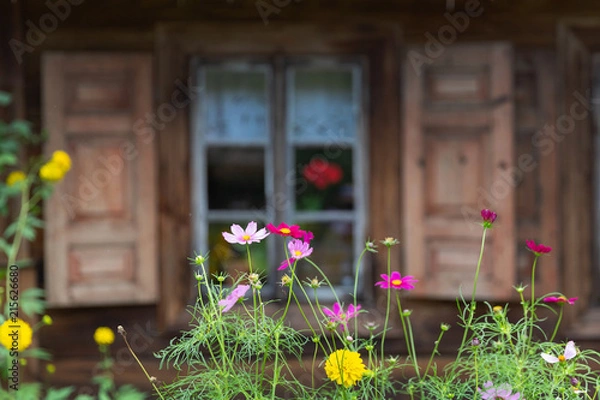 Obraz Blooming flowers in the front of the window