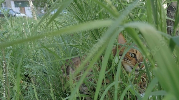 Fototapeta Bengal cat walks in the grass. He shows different emotions. The view of the animal is very close to the grass. This cat eats weed.