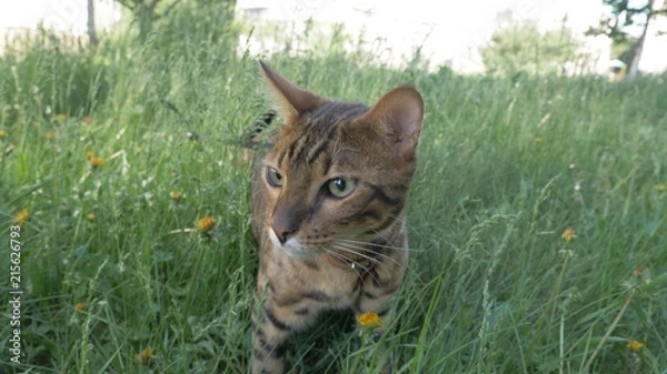 Fototapeta Bengal cat walks in the grass. He shows different emotions. Predator tracks down prey. He follows her with interest. Ears on the vertex, pointing forward: the cat is in a good mood, ready for the game