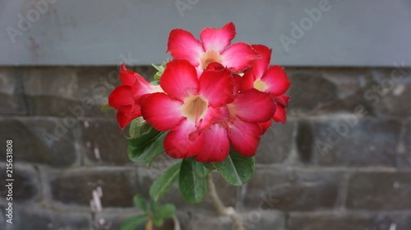 Obraz Red flower with brick background