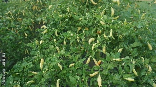 Obraz Chilli farm with leaf