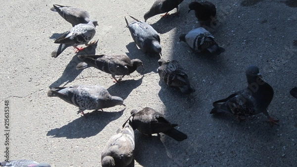 Fototapeta голуби