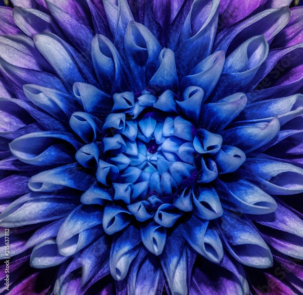 Obraz Photo of close-up abstract flower background