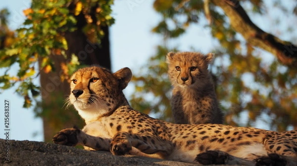 Obraz junger und alter gepard