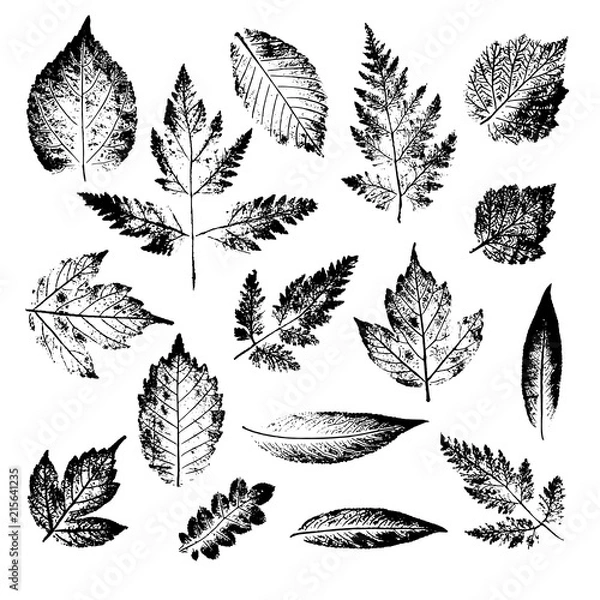 Obraz Isolated black stamps of leaves of tree and bush on white background. Leaf ink print. Set of plant imprint.