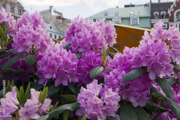 Obraz Blooming purple rhododendron in Riga, Latvia