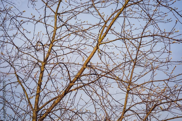 Obraz spring blossoms and leaves on birch trees on blur background