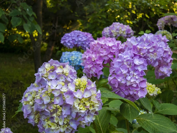 Fototapeta Macro of multicolored pink and blue flowers of hydrangea macrophylla against the background of the flowering bush of hydrangea