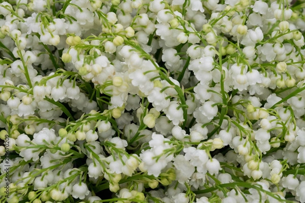 Obraz Ландыши садовые