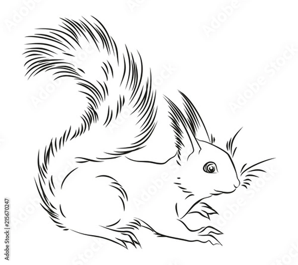 Fototapeta Набросок  лесной белки. 