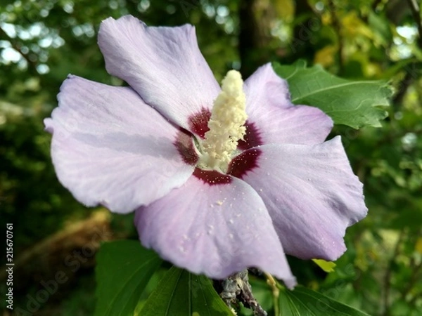 Obraz Young Hybiscus