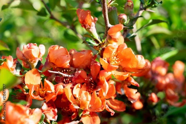 Obraz Айва японская