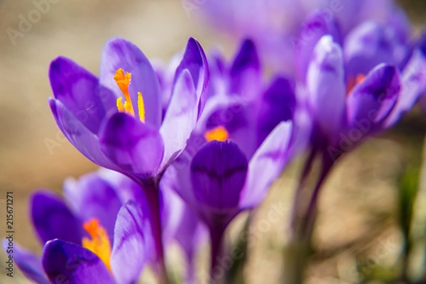 Fototapeta Blossom of crocuses at spring in the mountains
