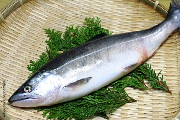 Obraz サクラマス