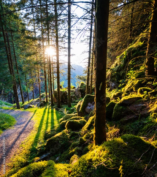 Fototapeta Sundown in a forest in Norway on the island of Osterøy near Kossdalsvegen and Hosanger