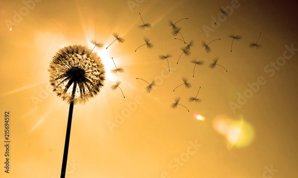 Obraz Piękny mniszek lekarski o zachodzie słońca