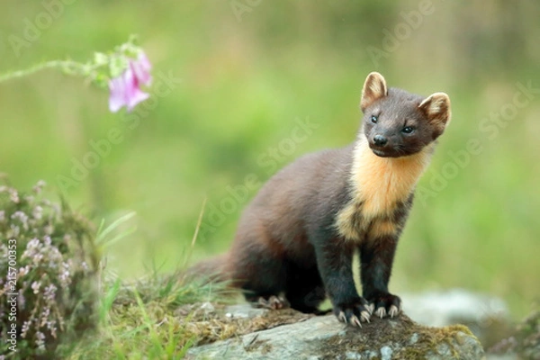 Obraz Pine Marten
